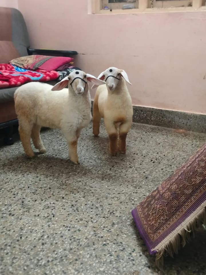 Bannur Sheep B0273 in  KARNATAKA