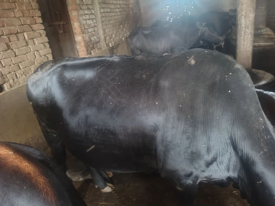 Kapila Cow K0255 in  BIHAR