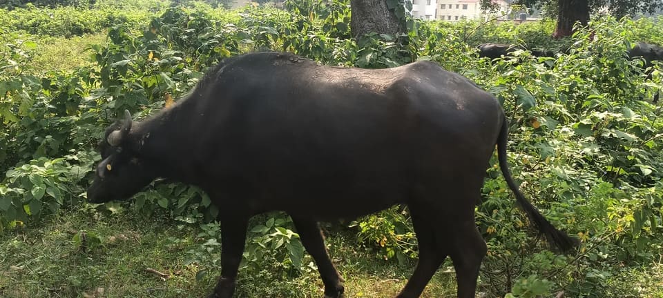 Desi/Local Breed Padi”. Breed O0754 in  JHARKHAND