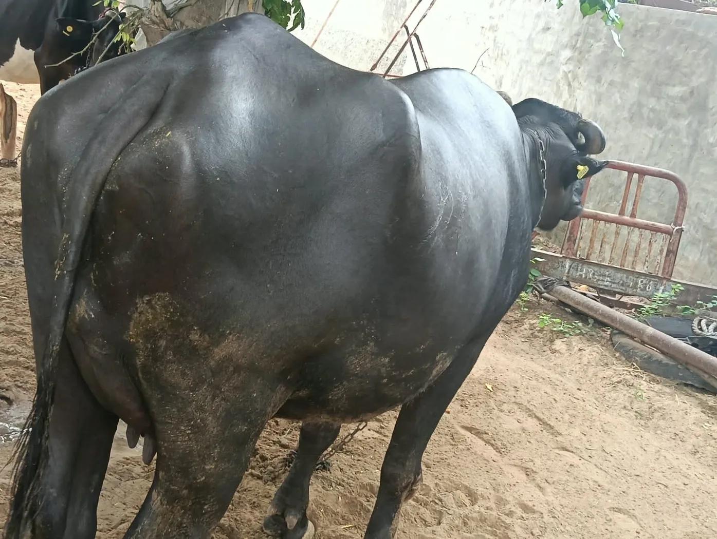Murrah Heifer Buffalo M5129 in  HARYANA