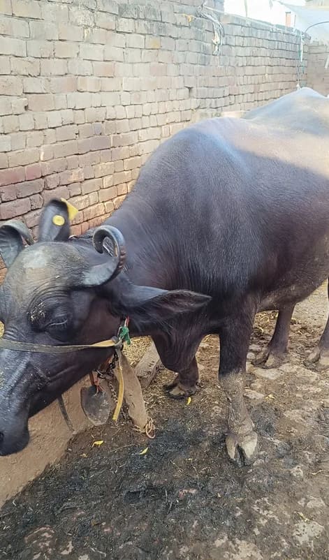 Murrah Buffalo in  HARYANA