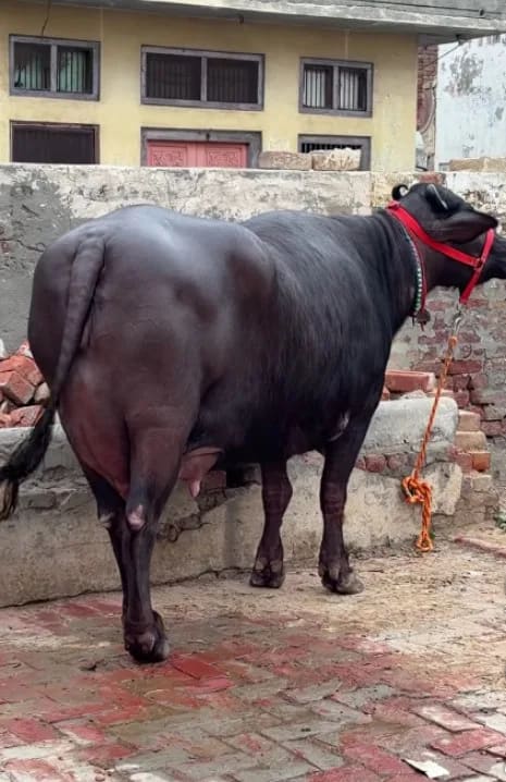 Murrah Buffalo M5281 in RAJASTHAN
