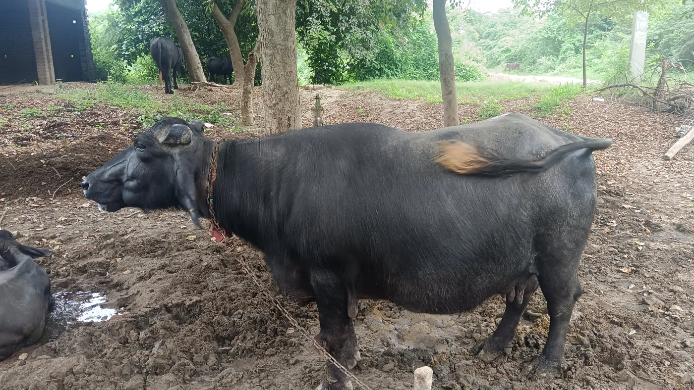Murrah Buffalo in  UTTAR PRADESH
