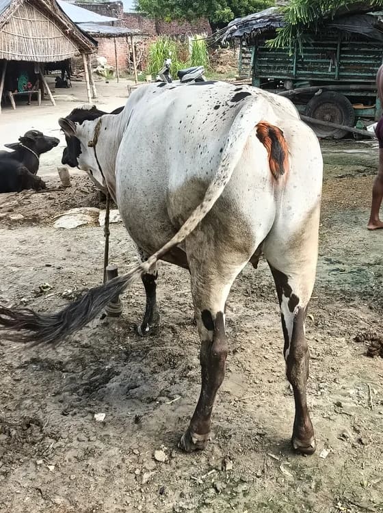 Jersey Cow in  UTTAR PRADESH