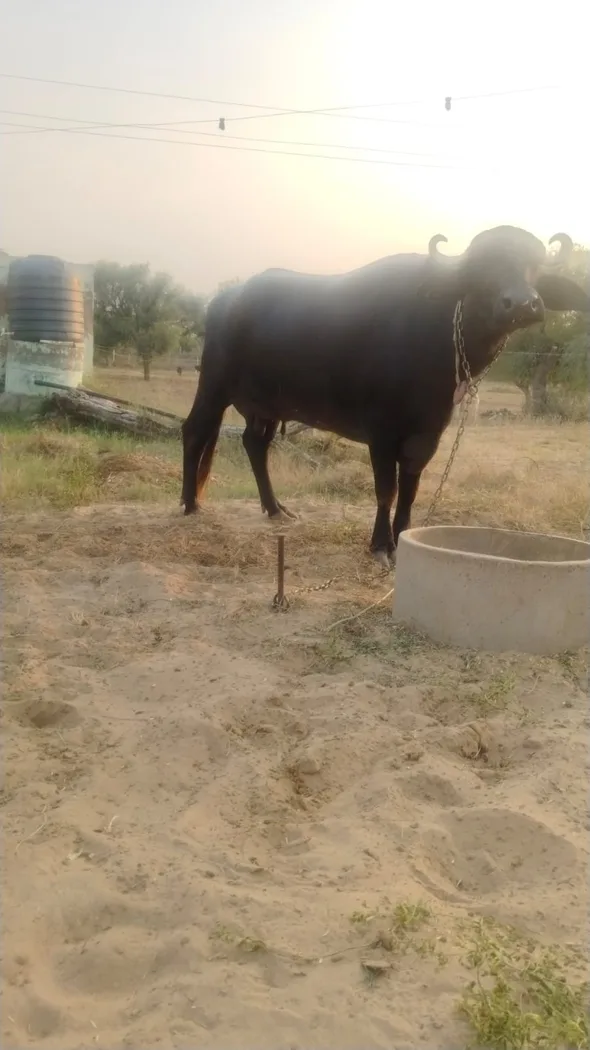 Desi Buffalo O0805 in  RAJASTHAN