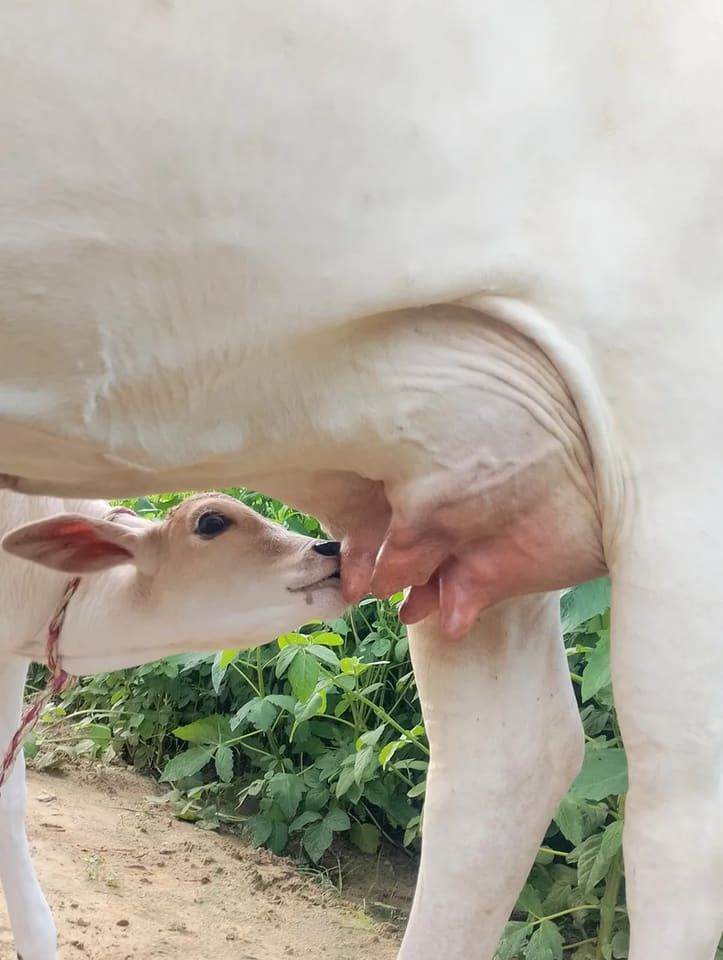 Others Cow in  RAJASTHAN