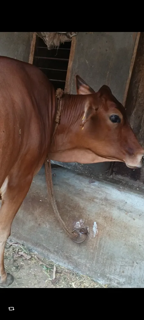 Sahiwal Cow in  HIMACHAL PRADESH