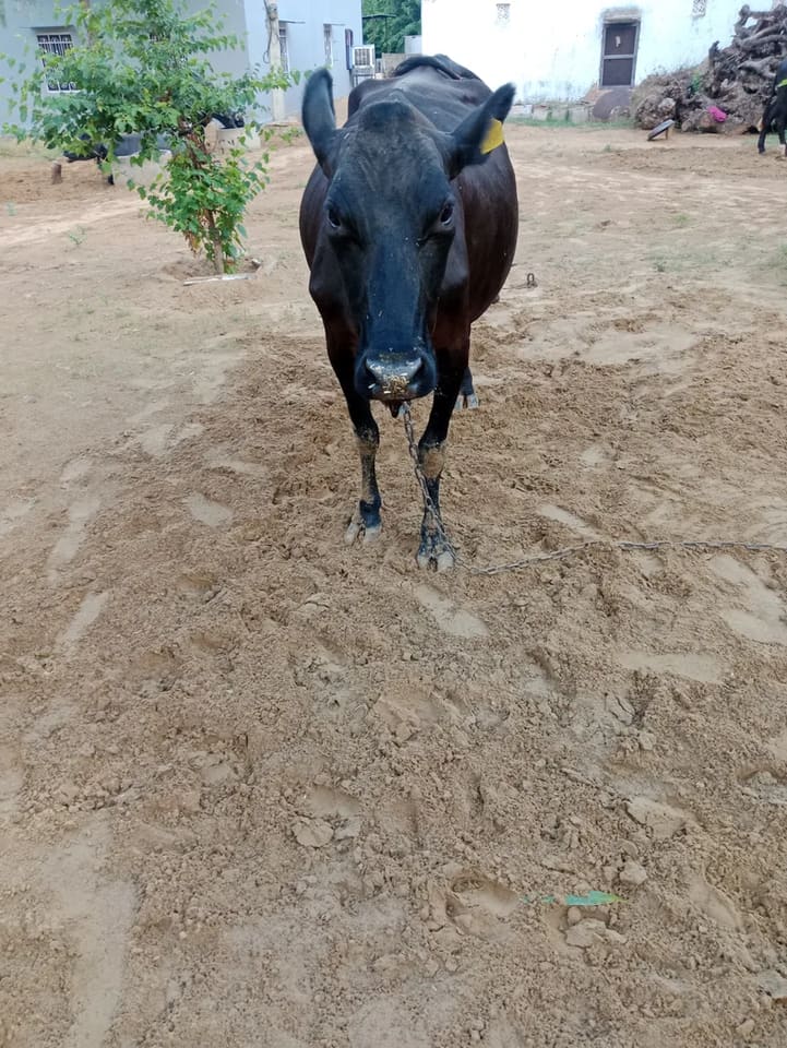 Rathi Cow in  RAJASTHAN