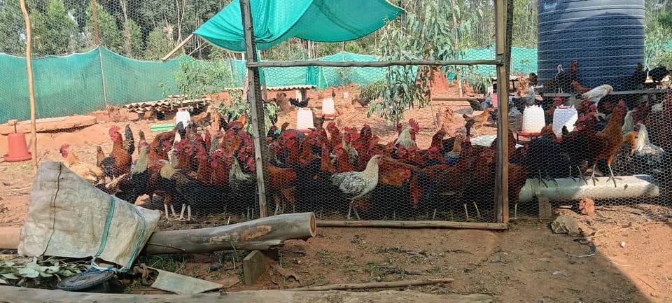 Organic Chicken O0904 in  KARNATAKA