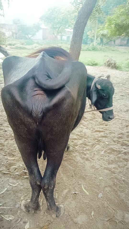 Surti Buffalo in  UTTAR PRADESH