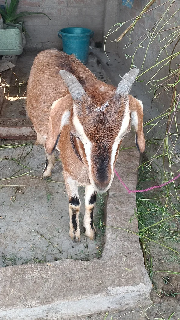 Jamunapari Goat in  BIHAR