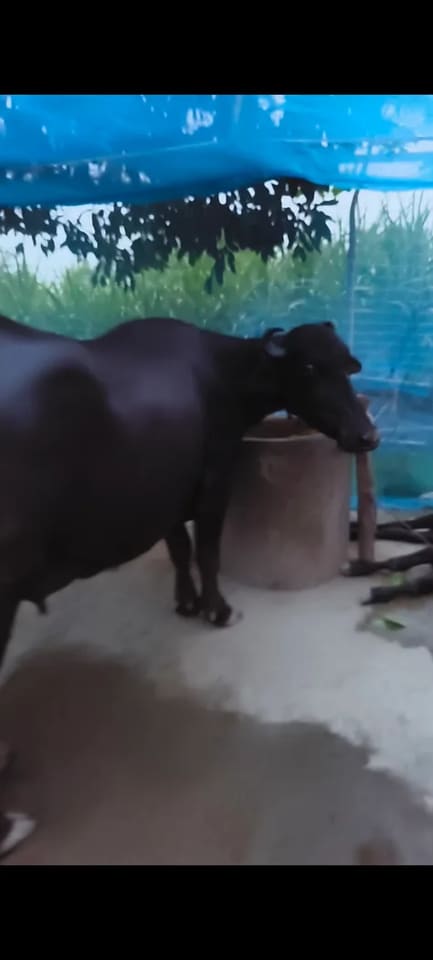 Murrah Buffalo M5043 in  UTTAR PRADESH
