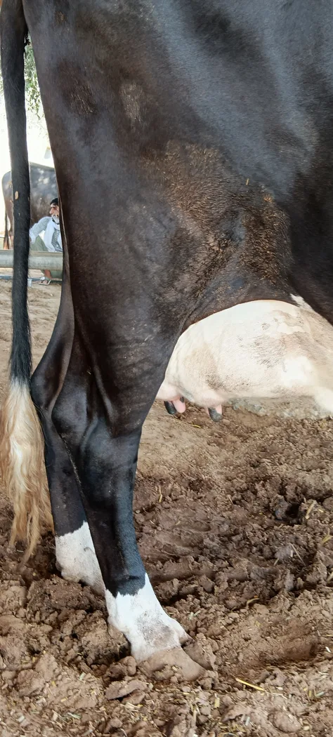 HF Cow in  RAJASTHAN
