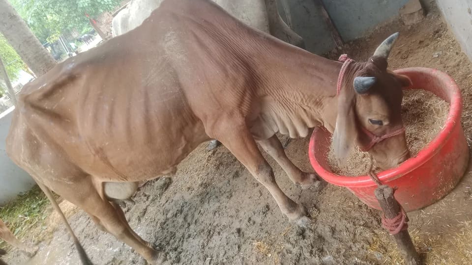 Sahiwal Cow S1939 in  RAJASTHAN