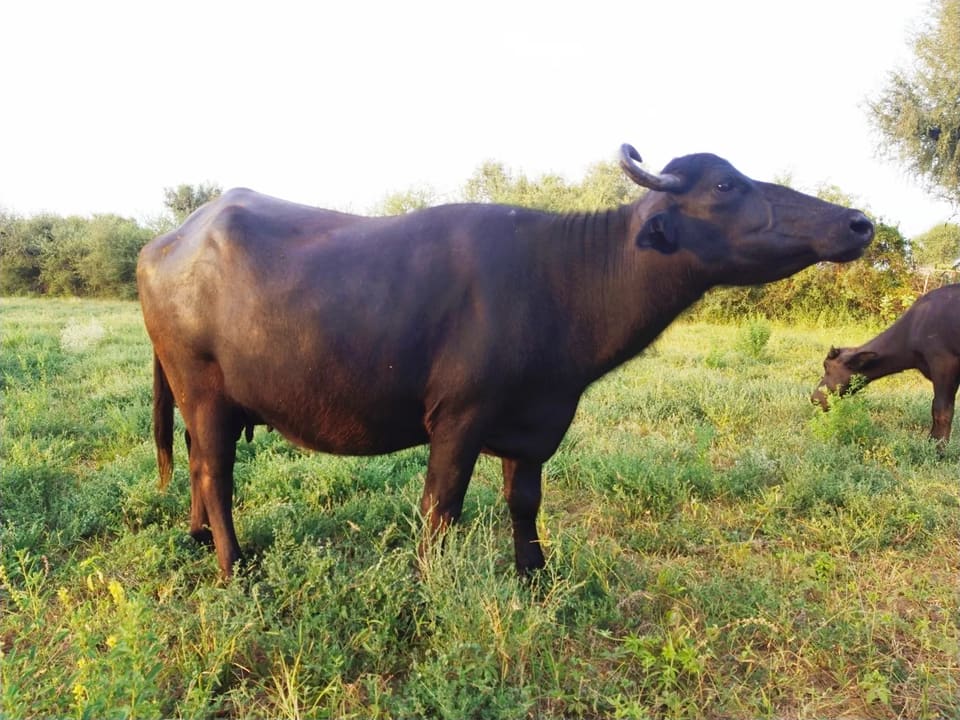 Desi Buffalo O0641 in  RAJASTHAN