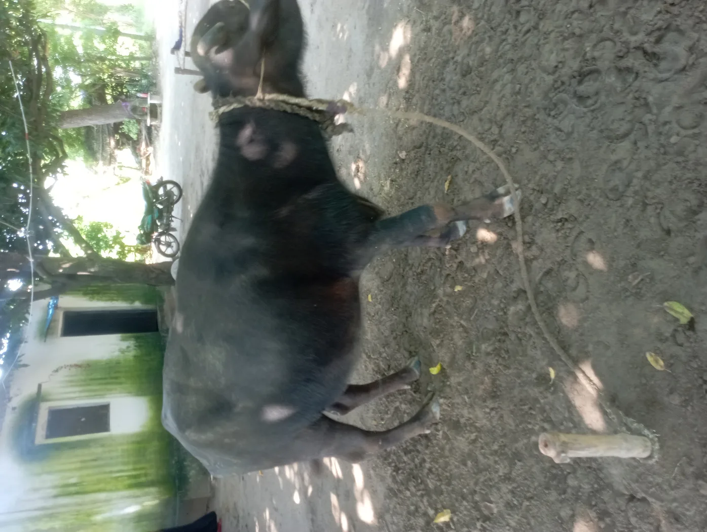 Others Buffalo O0677 in  UTTAR PRADESH