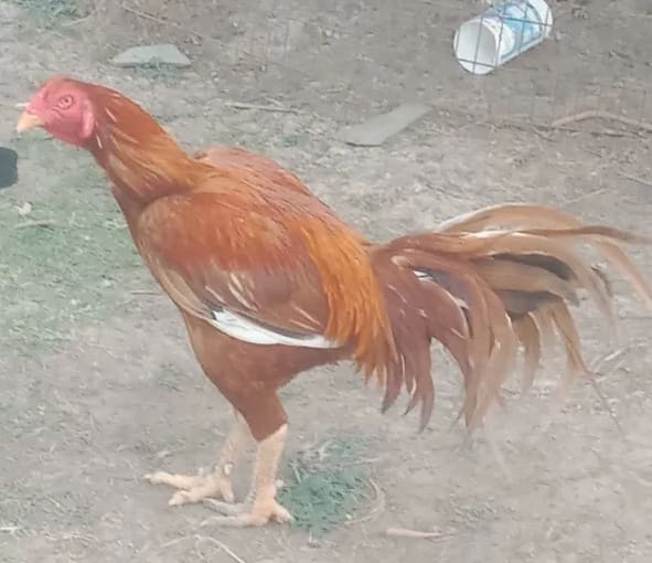 Gamefowl Hen O0836 in  ANDHRA PRADESH