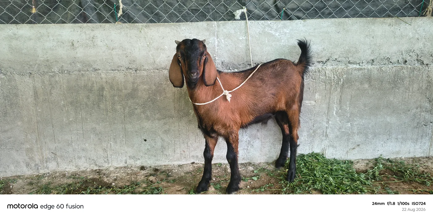 Others Goat in  MAHARASHTRA