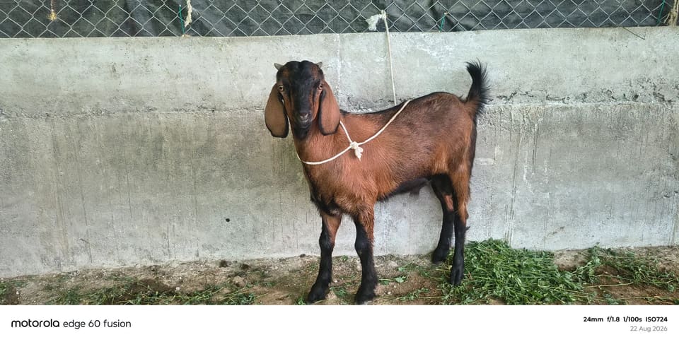 Gavran bokad Goat O0232 in  MAHARASHTRA