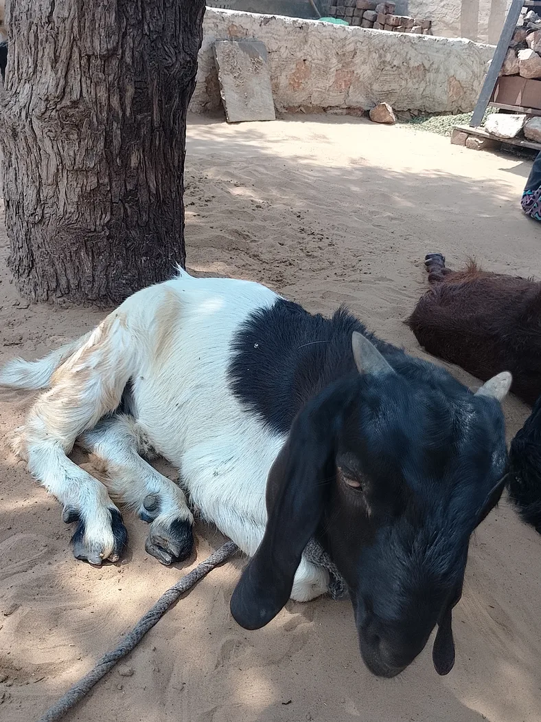 Barbari Goat in  RAJASTHAN
