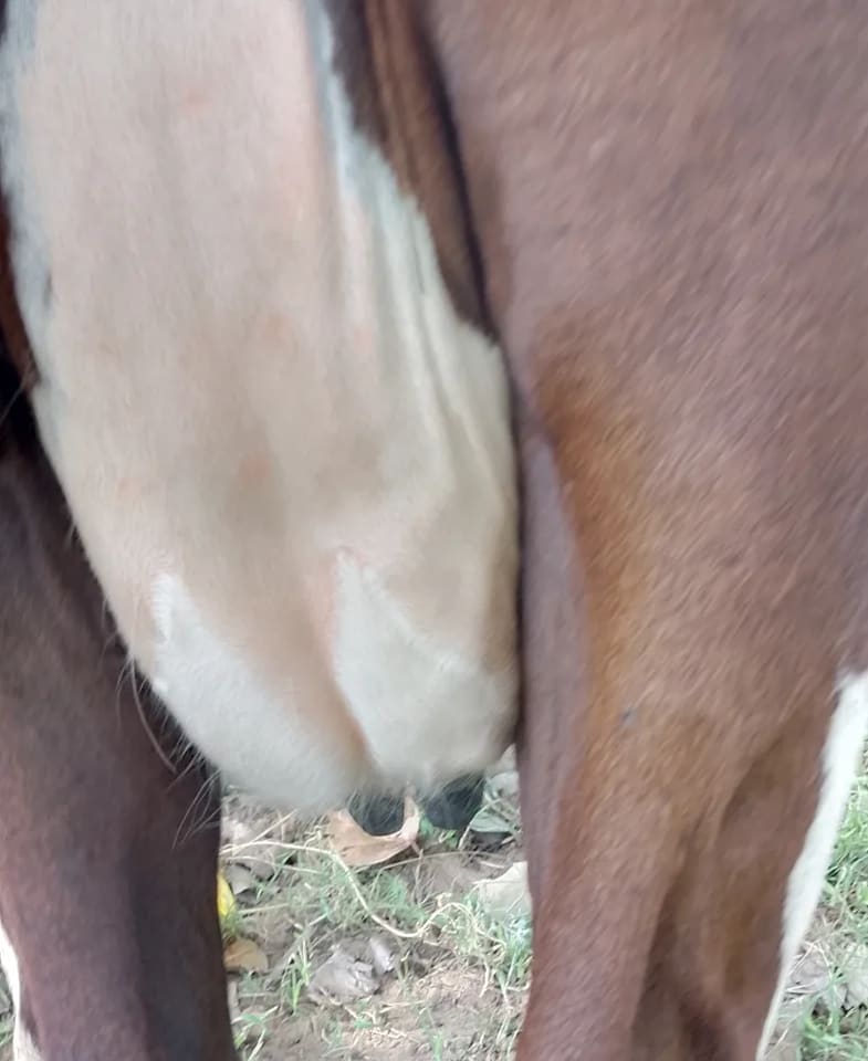 HF Cow in  RAJASTHAN