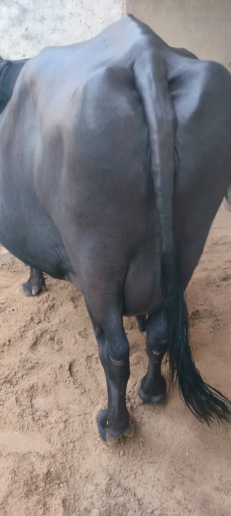 Murrah Buffalo in HARYANA