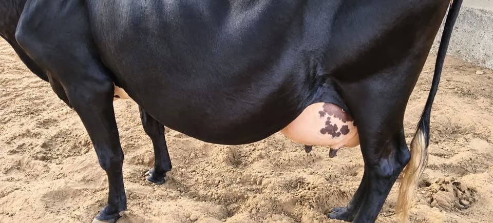 HF Cow in  RAJASTHAN