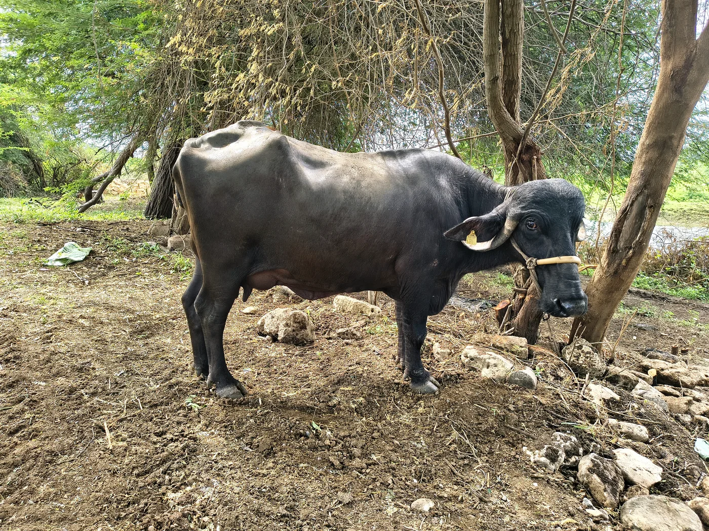 Jafarabadi Buffalo in  GUJARAT