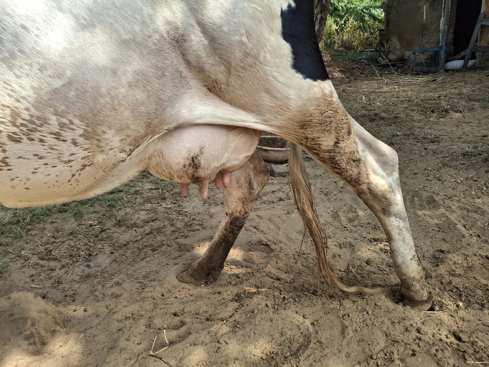 HF Cow in  RAJASTHAN