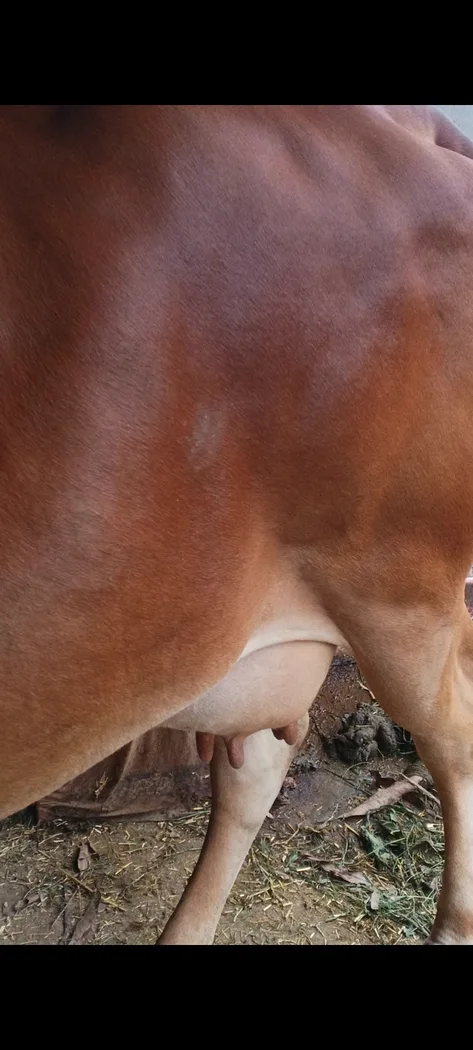 Sahiwal Cow in  HIMACHAL PRADESH
