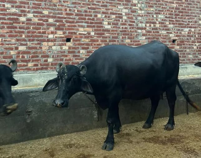 Murrah Buffalo in  PUNJAB