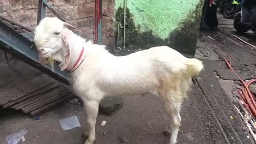 Jamunapari Goat J0280 in  MAHARASHTRA