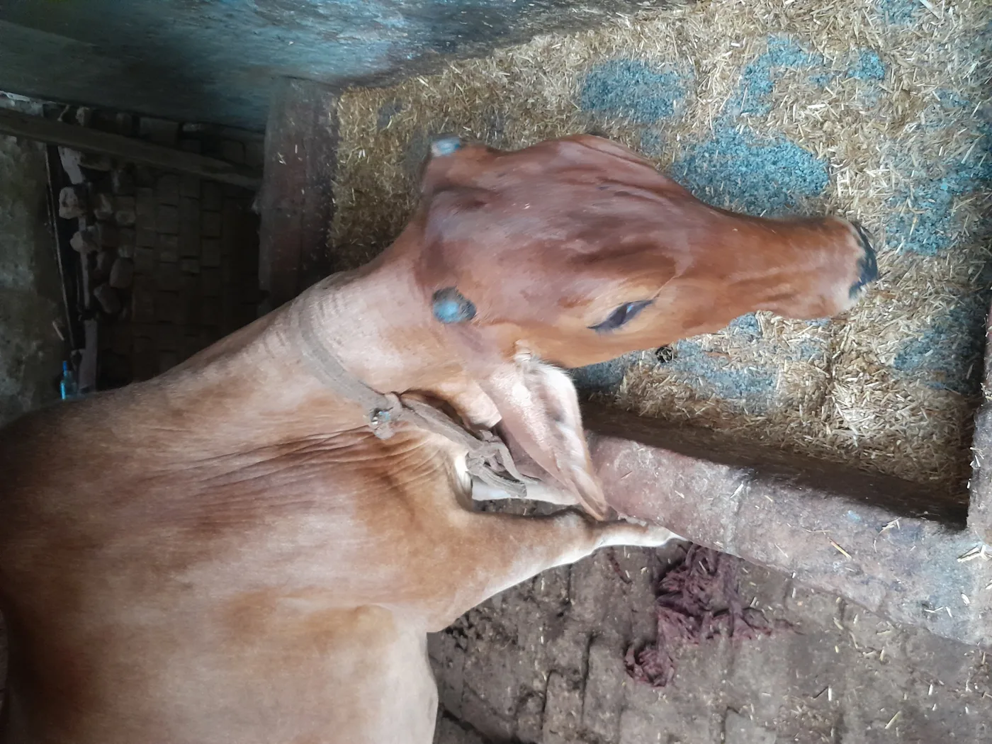 Sahiwal Cow in  UTTAR PRADESH