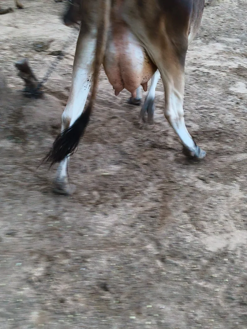 Jersey Cow in RAJASTHAN