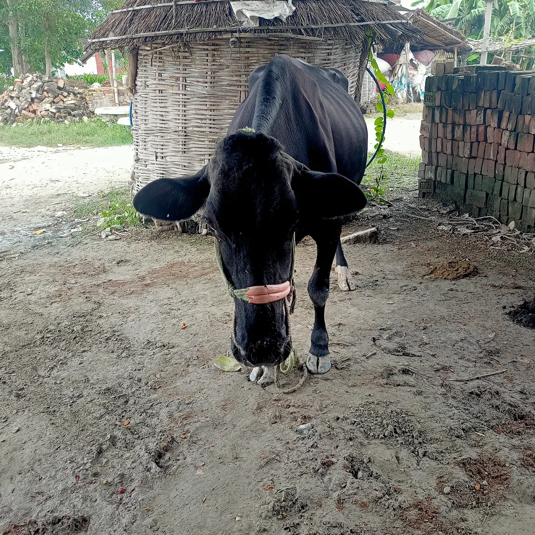 HF Cow in  BIHAR