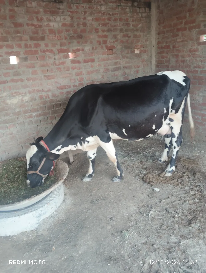 HF Cow H3361 in  UTTAR PRADESH
