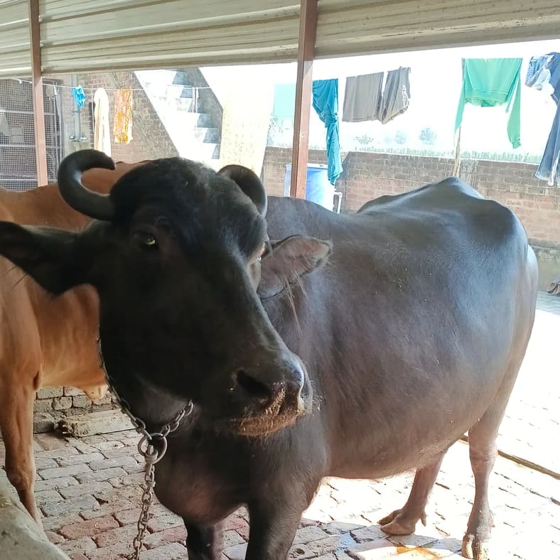 Jafarabadi Buffalo J0500 in  UTTAR PRADESH