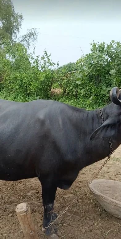 Murrah Buffalo in  RAJASTHAN
