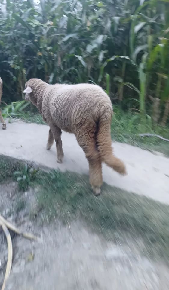 Rinkle merino in JAMMU AND KASHMIR