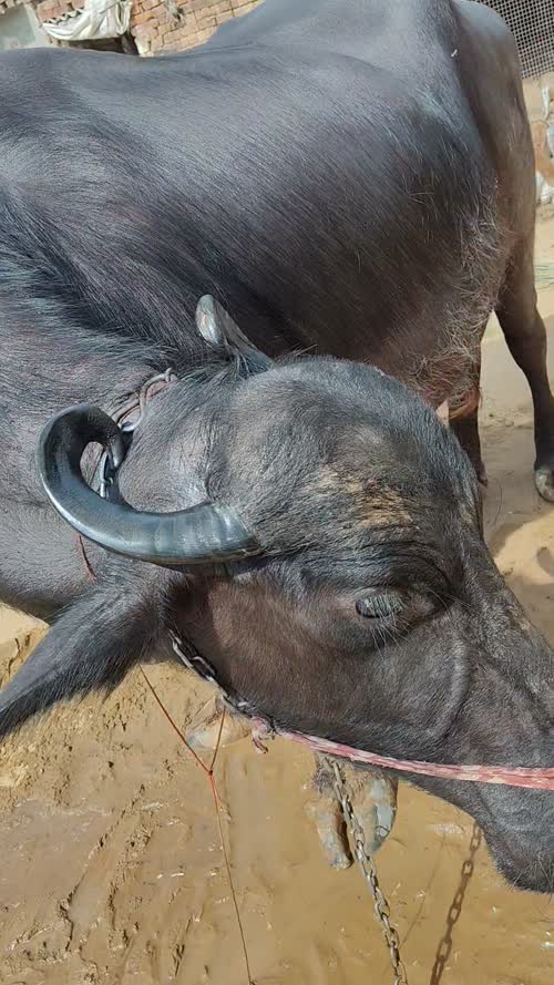 Murrah Buffalo M5295 in  RAJASTHAN