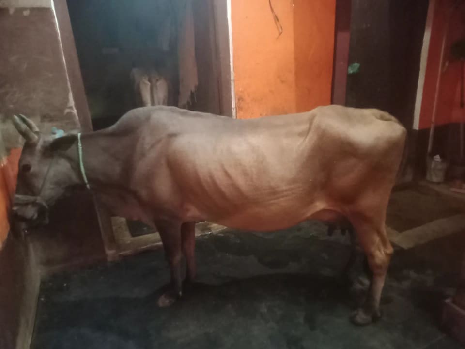 y Cow O0587 in  BIHAR