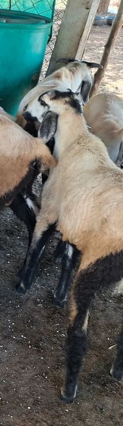 Others Sheep in  TAMIL NADU