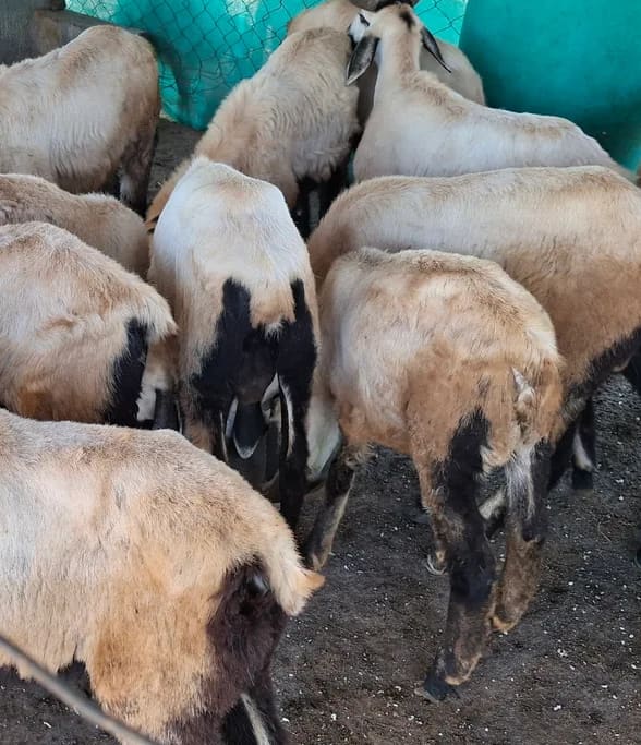 Others Sheep in  TAMIL NADU