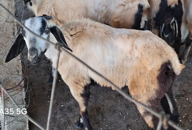 Mylambadi Sheep O0082 in  TAMIL NADU