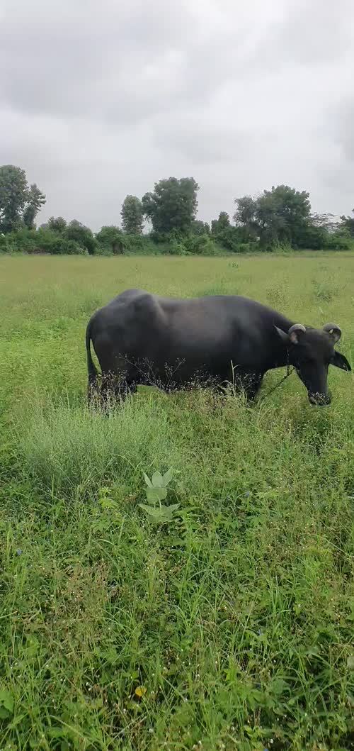 जालोर की उत्कृष्ट भैस  मुर्रा की O0523 in  RAJASTHAN