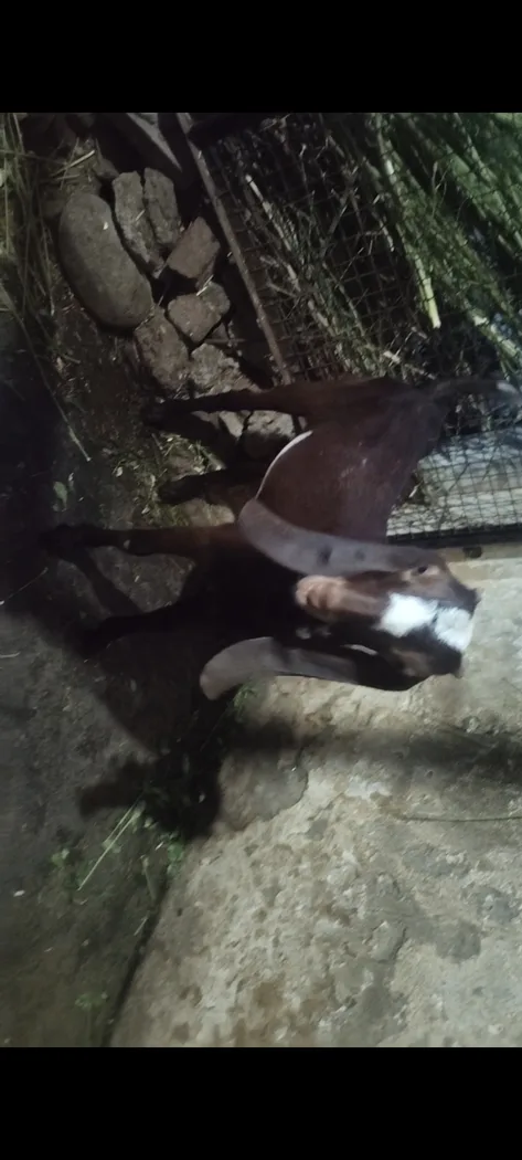 Jamunapari Goat in  PUNJAB
