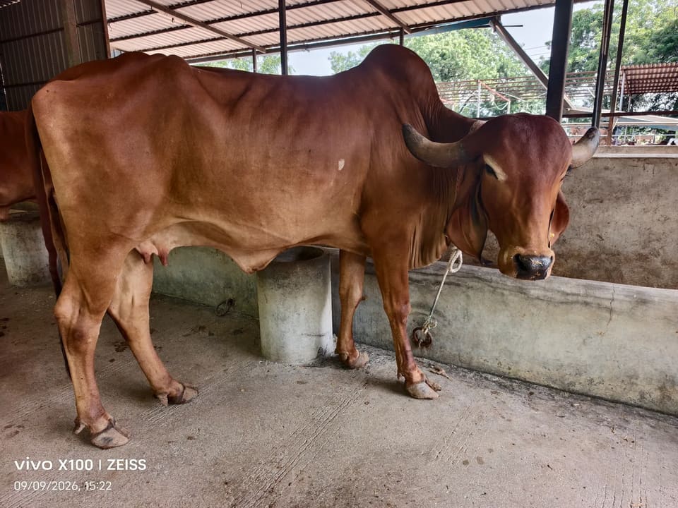 Gir Cow in  GUJARAT