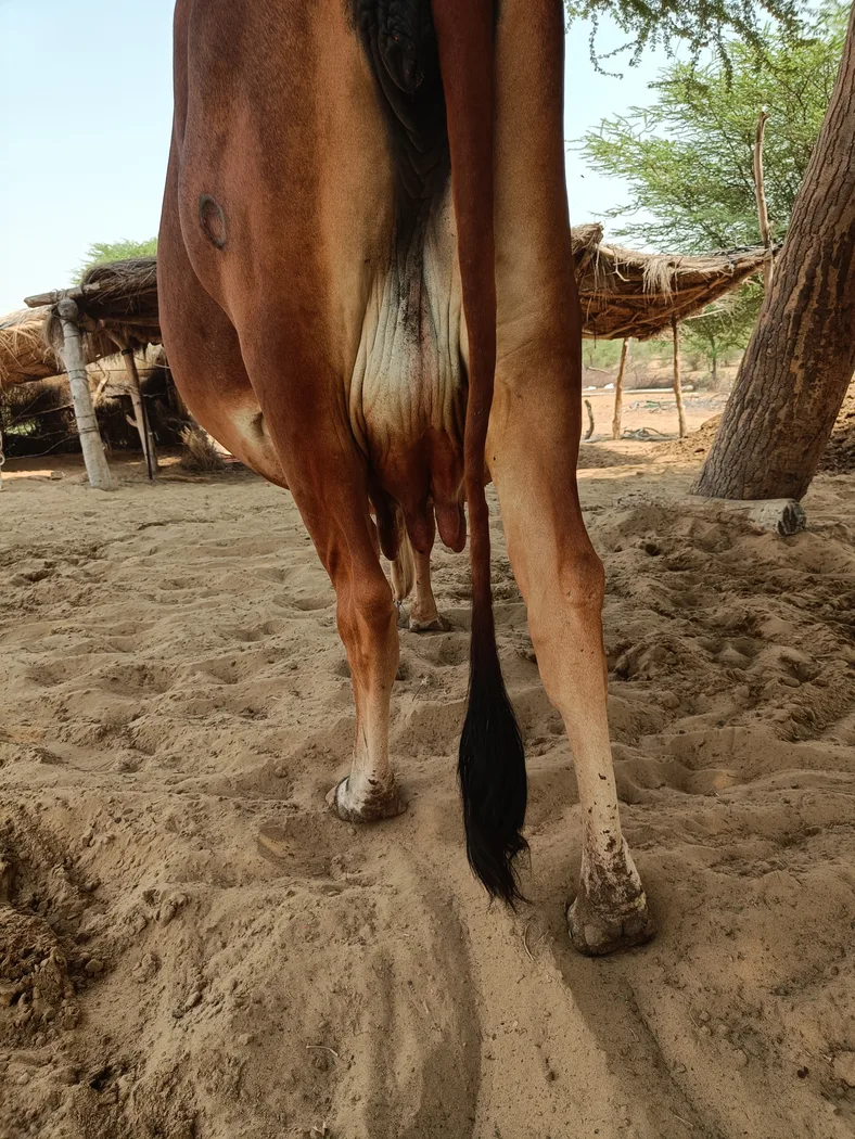 Rathi Cow R0506 in  RAJASTHAN