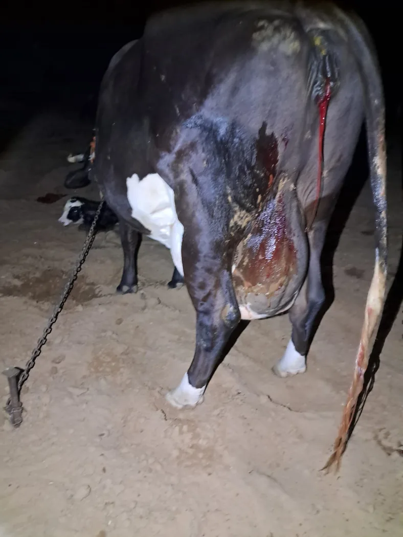HF Cow in  RAJASTHAN