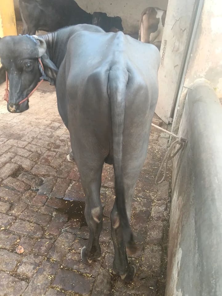 Others Buffalo in  UTTAR PRADESH
